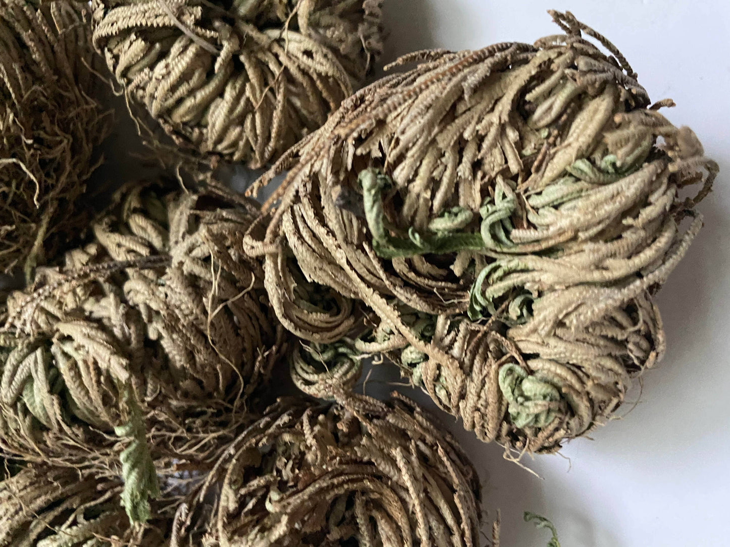 Rose of Jericho Resurrection Plant