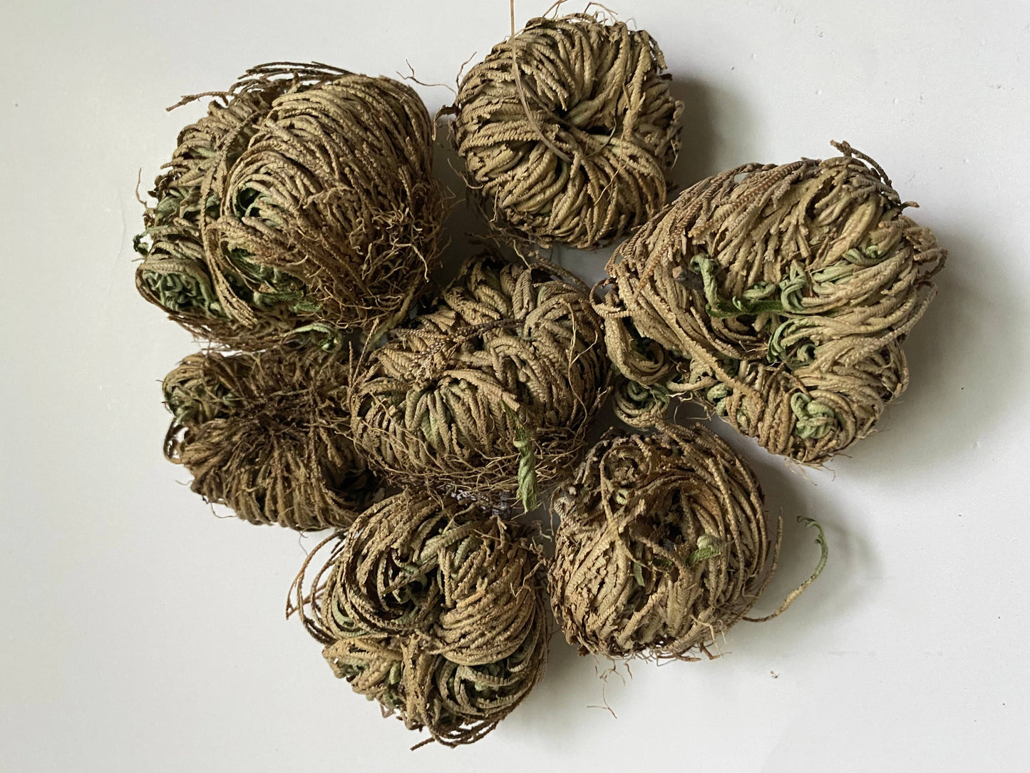 Rose of Jericho Resurrection Plant