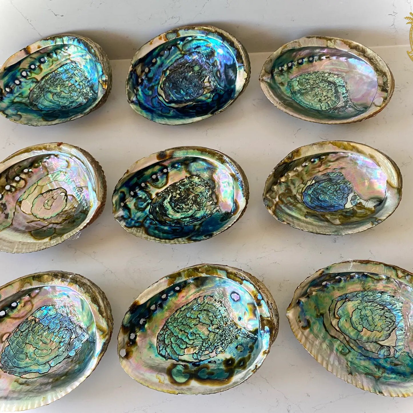 Abalone Shells